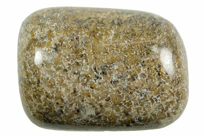 Polished Dinosaur Bone (Gembone) - Morocco #371384